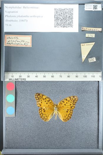 Media type: image;   Entomology 158985